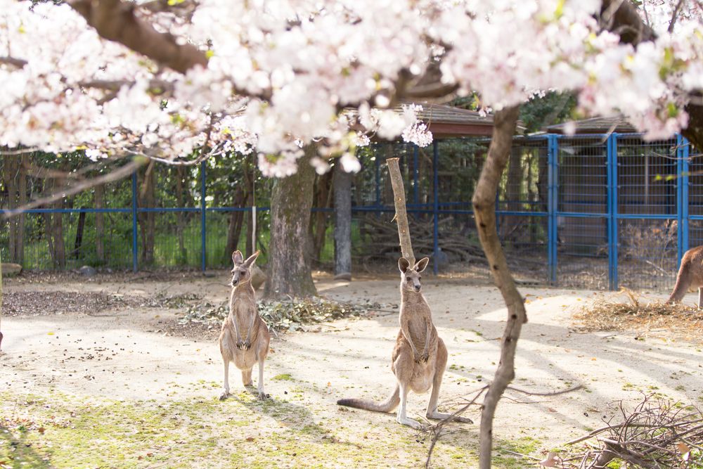 大牟田市動物園の画像 - 3枚目