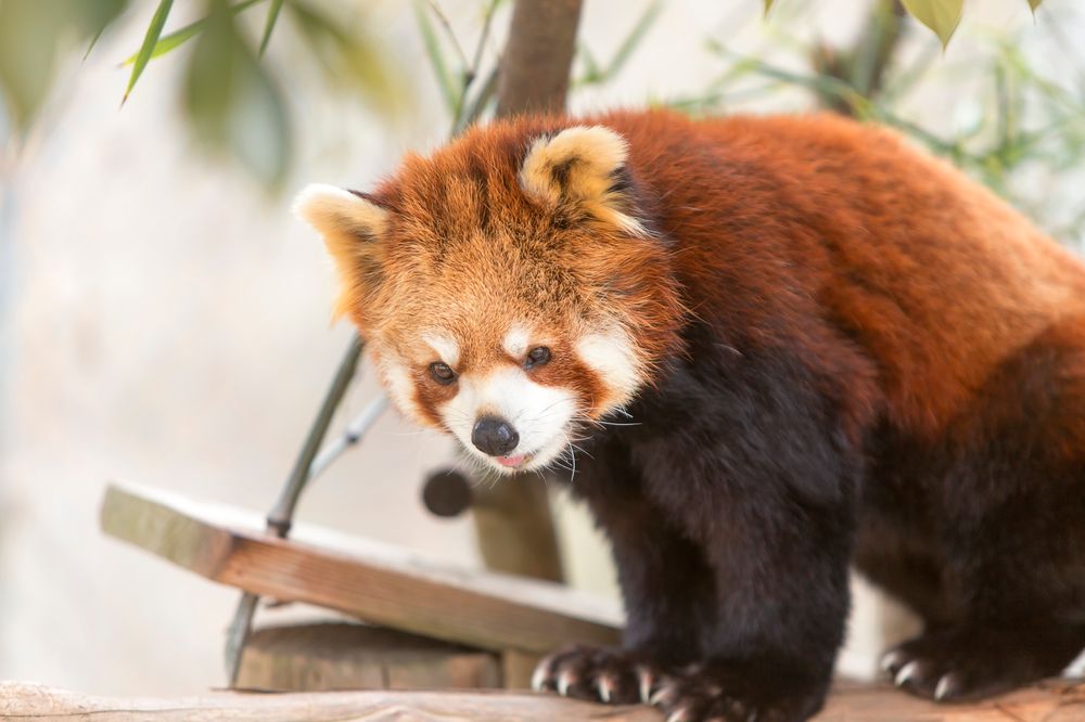 大牟田市動物園の画像 - 7枚目