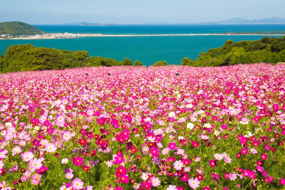 能古島の画像 - 2枚目