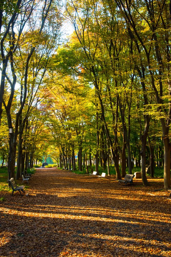 大阪城公園の画像 - 4枚目