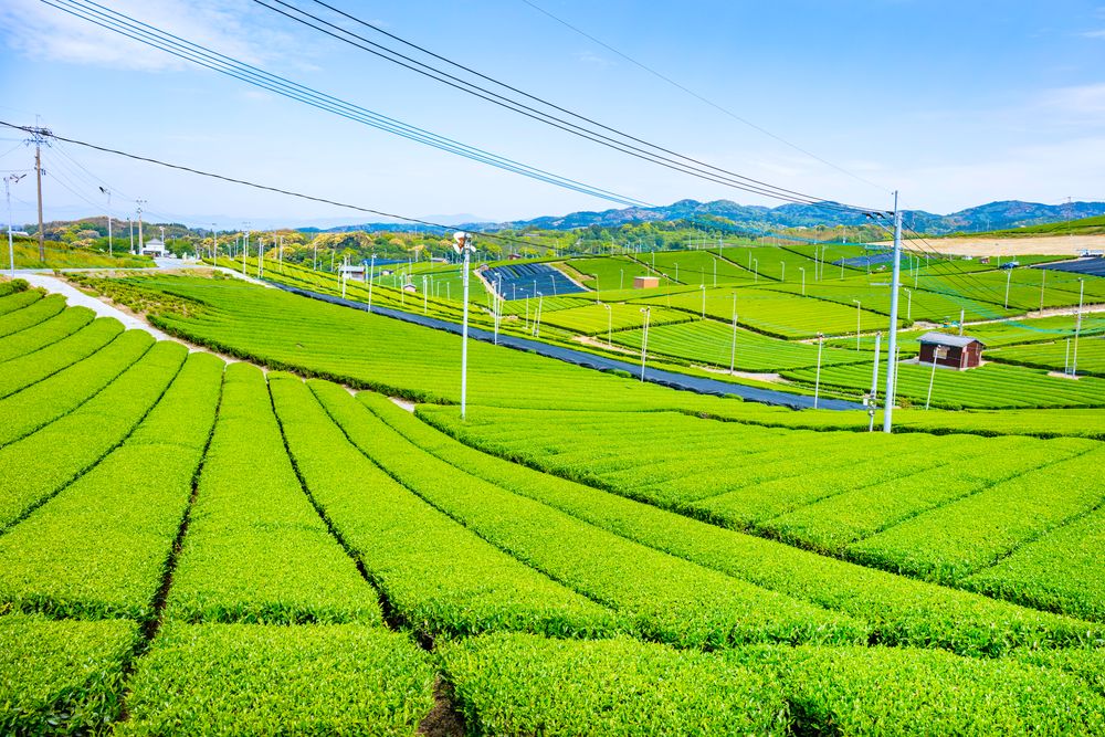 八女中央大茶園の画像 - 5枚目
