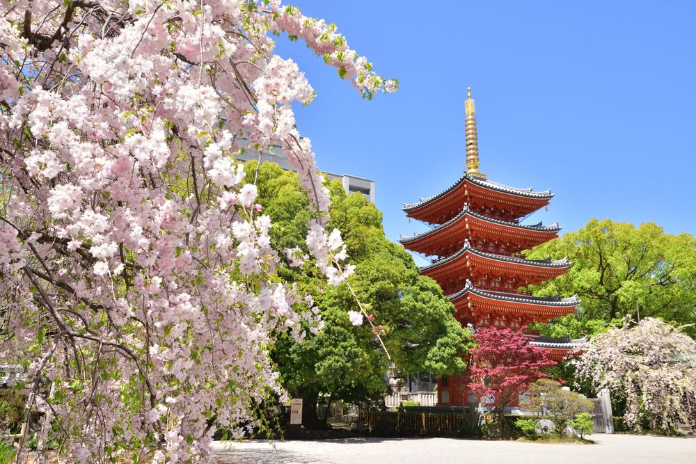 東長寺の画像 - 5枚目