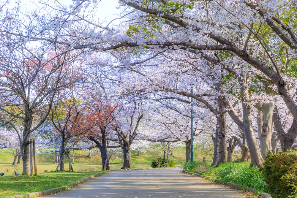 駕与丁公園（かよいちょうこうえん）の画像 - 2枚目