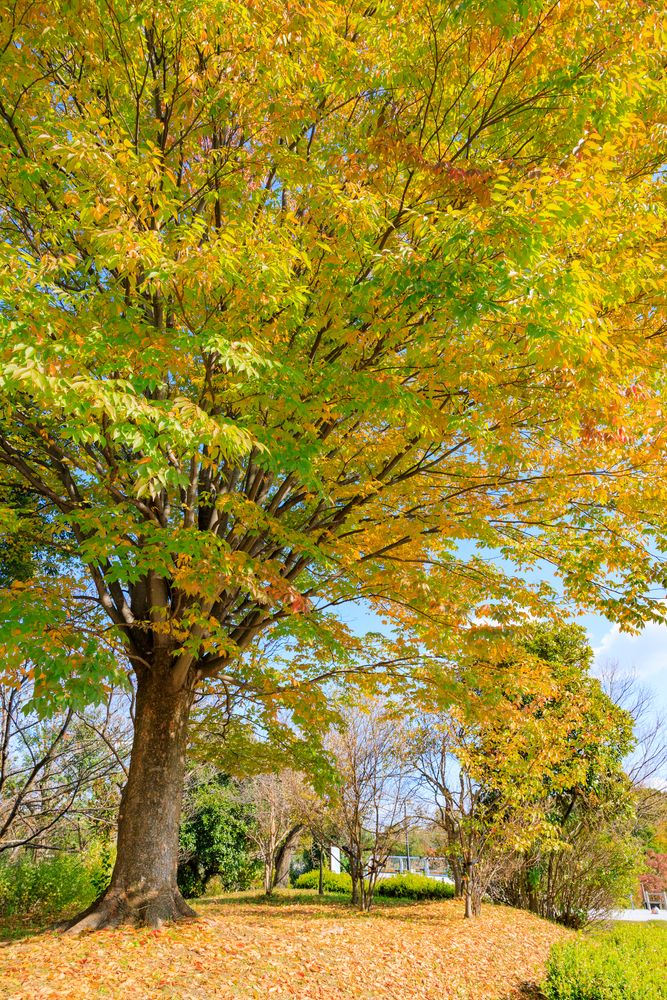 馬見丘陵公園の画像 - 2枚目