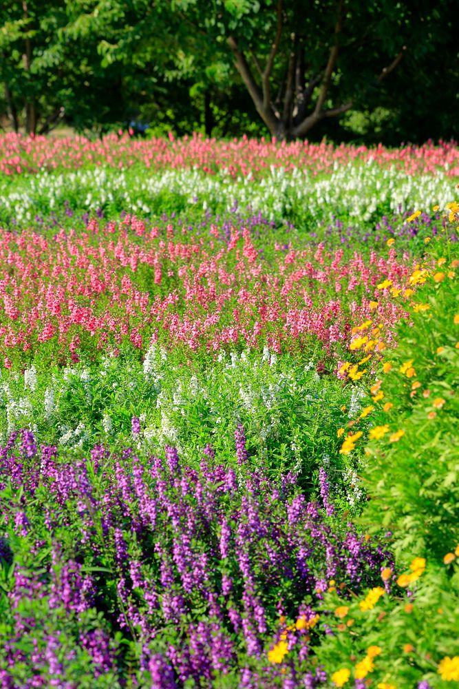 馬見丘陵公園の画像 - 4枚目