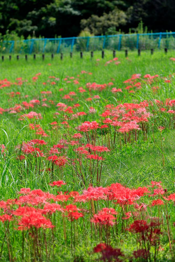 馬見丘陵公園の画像 - 5枚目