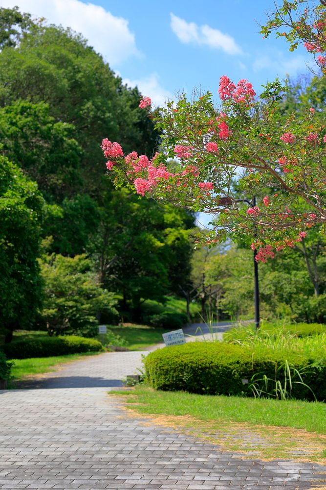 馬見丘陵公園の画像 - 6枚目