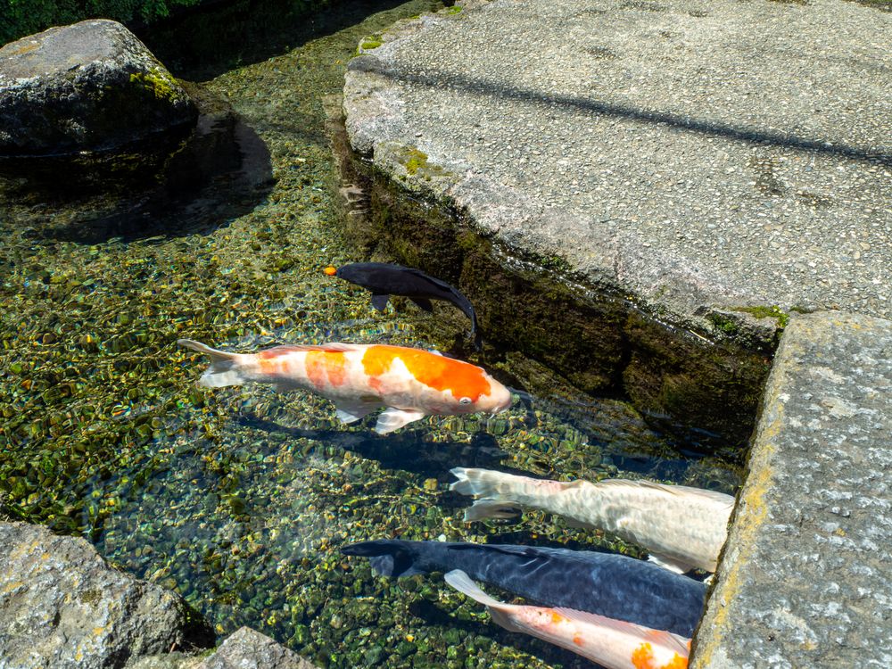 鯉の泳ぐまちの画像 - 4枚目