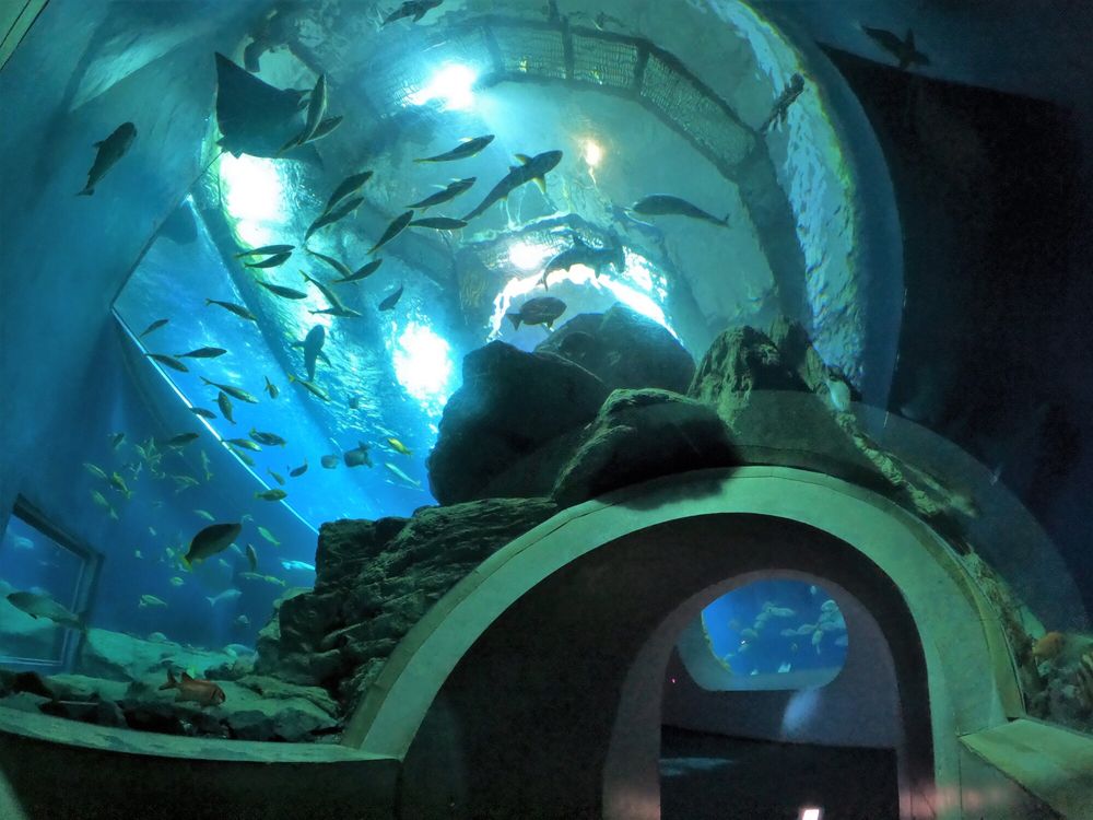 大分マリーンパレス水族館「うみたまご」の画像 - 4枚目