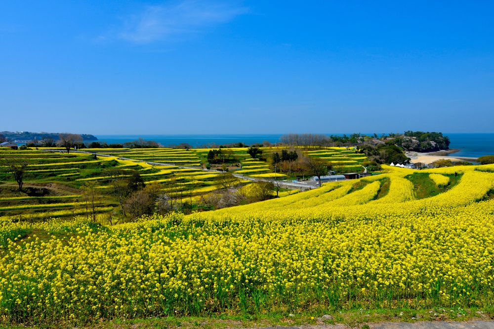 長崎鼻の画像 - 6枚目