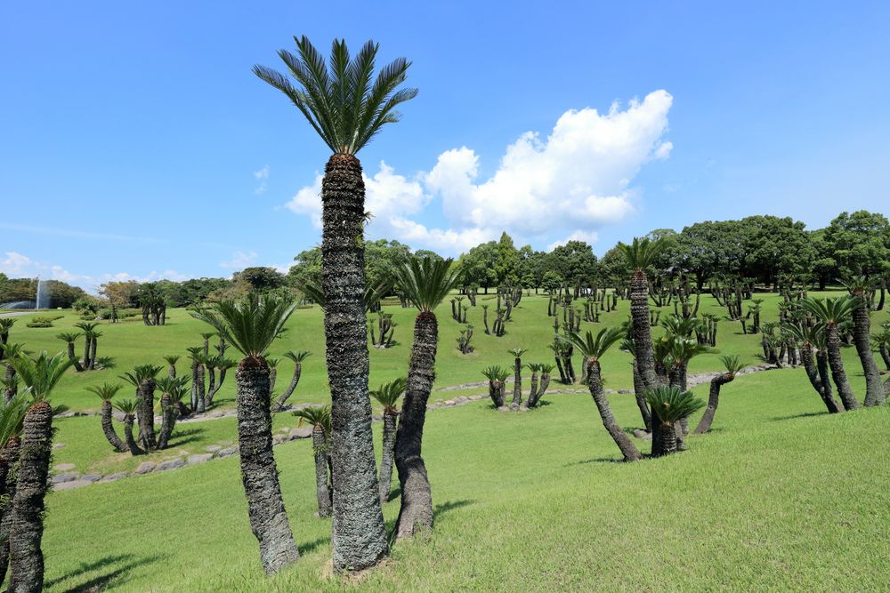 鹿児島県立吉野公園の画像 - 3枚目