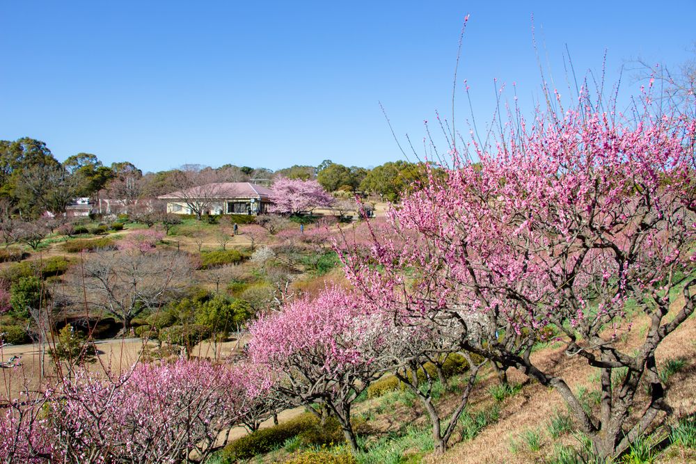 鹿児島県立吉野公園の画像 - 5枚目