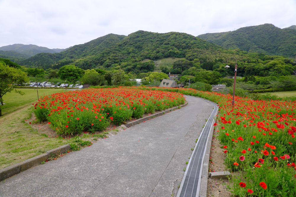 錦江湾公園の画像 - 5枚目