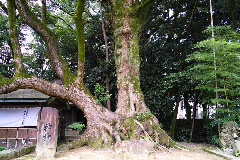 青井阿蘇神社の画像 - 2枚目