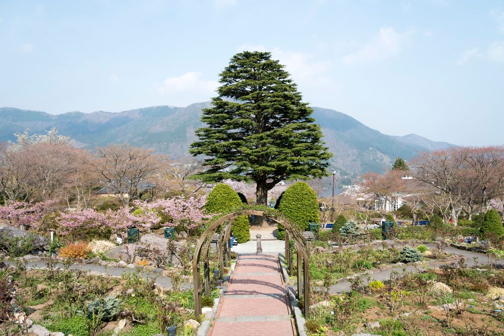 箱根強羅公園の画像 - 2枚目