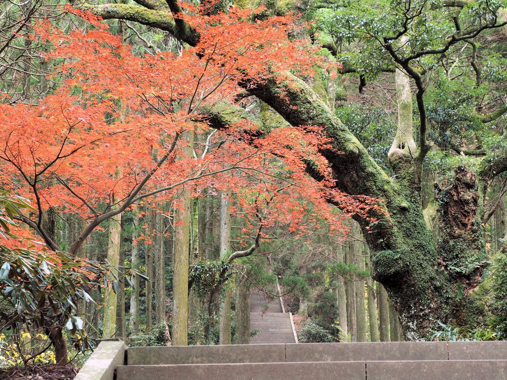 日本一の石段の画像 - 4枚目