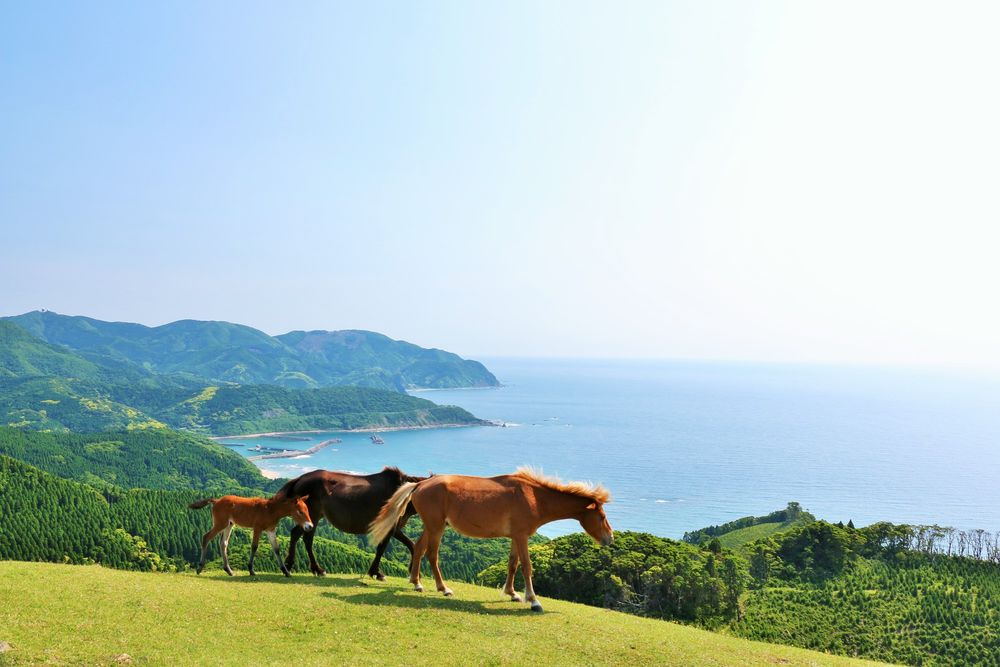 都井岬の画像 - 2枚目