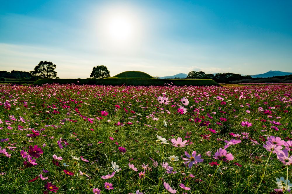 西都原古墳群の画像 - 2枚目