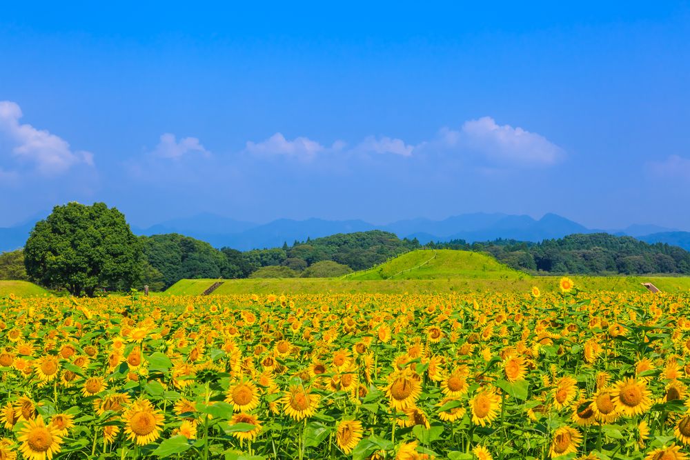 西都原古墳群の画像 - 4枚目