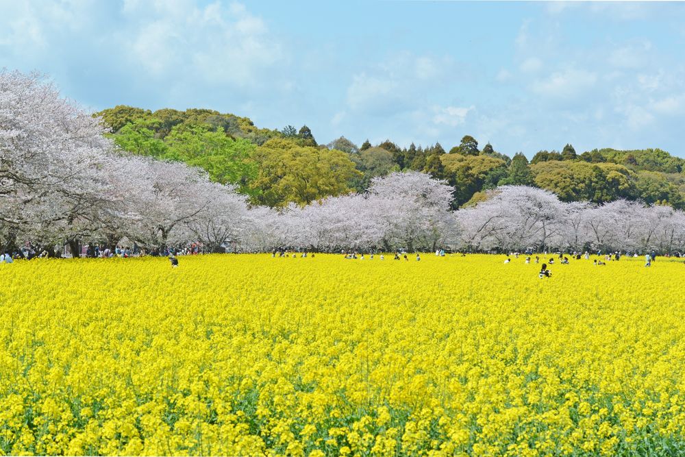 西都原古墳群の画像 - 5枚目