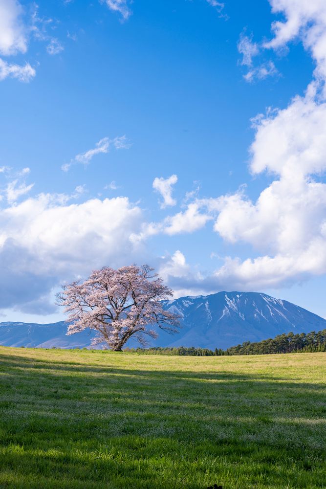 小岩井農場の画像 - 6枚目