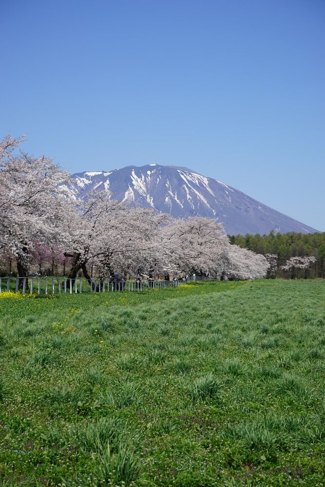 小岩井農場の画像 - 7枚目