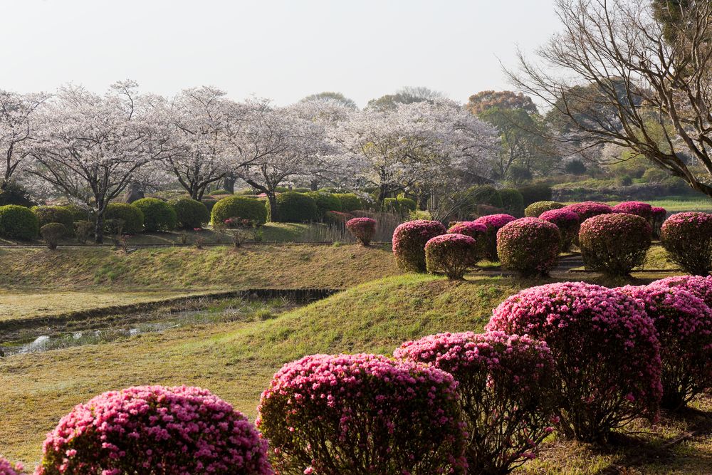 観音池公園の画像 - 3枚目