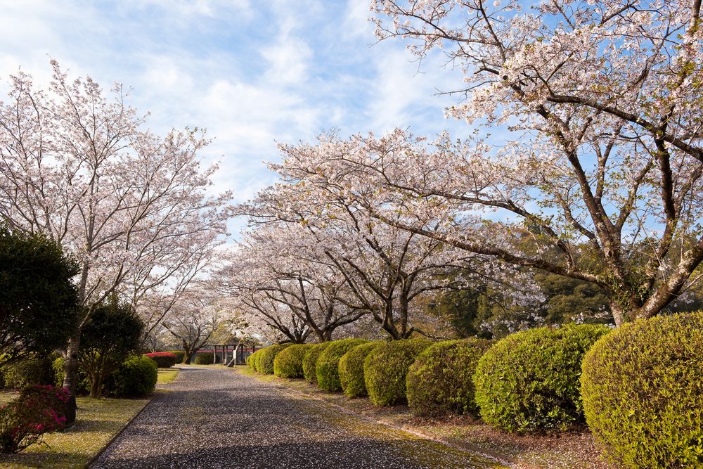 観音池公園の画像 - 4枚目