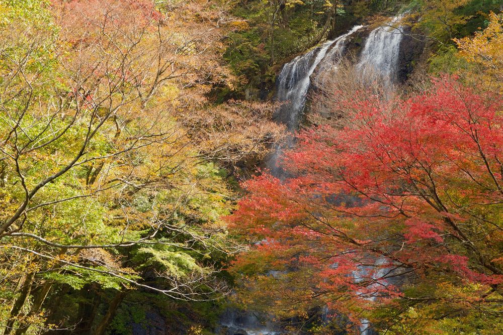 白滝の画像 - 2枚目