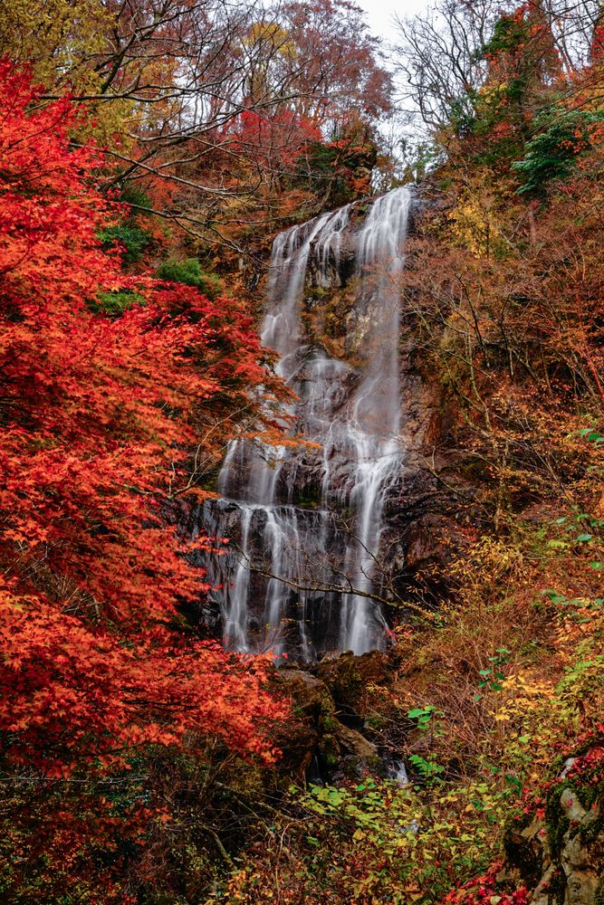 白滝の画像 - 3枚目