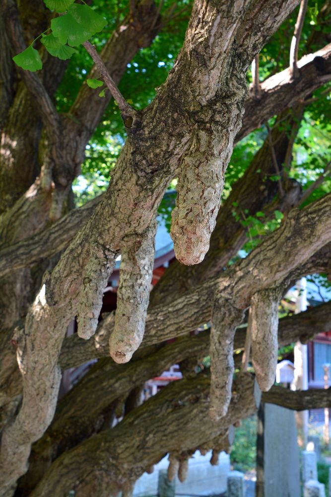 秩父神社の画像 - 3枚目