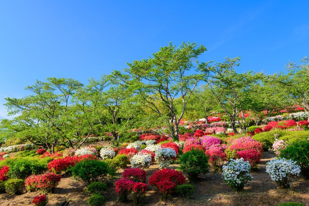 日輪寺の画像 - 5枚目
