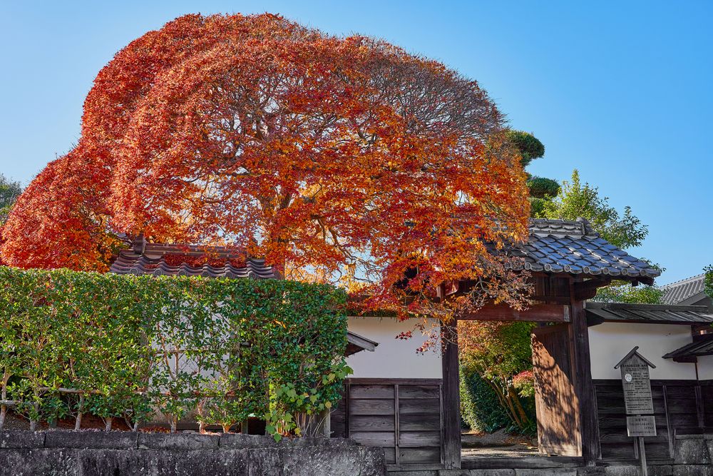 出水麓武家屋敷群の画像 - 2枚目