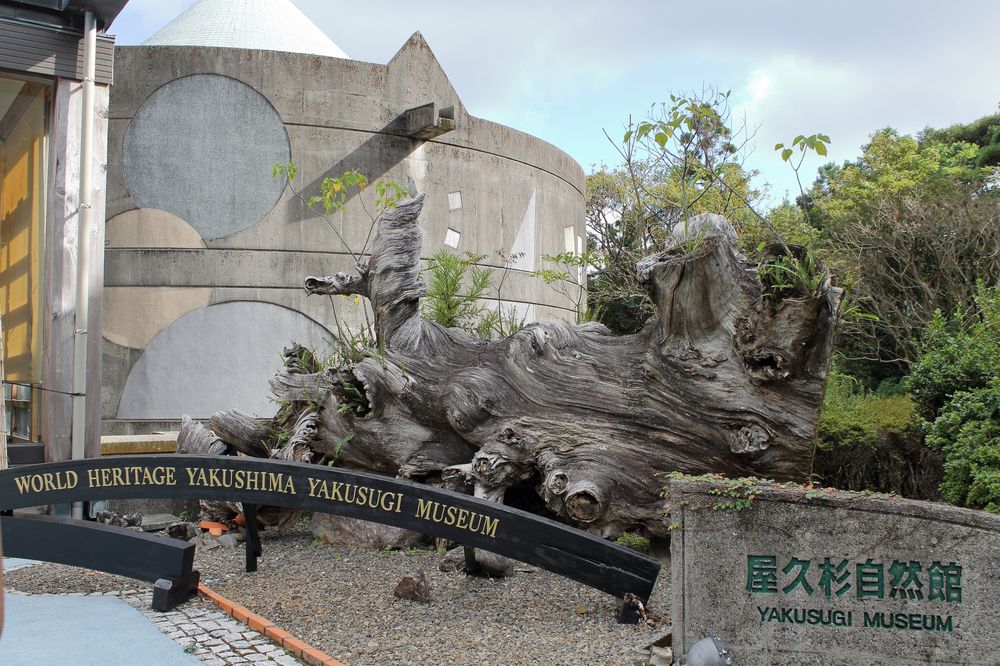 屋久杉 屋久島地杉 | TECTURE（テクチャー）