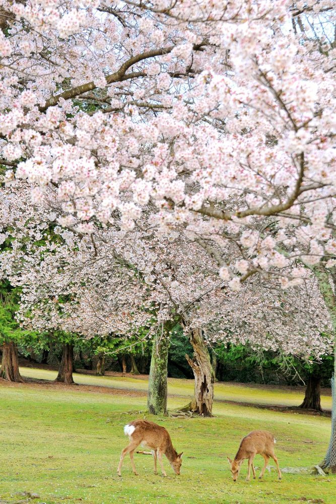 奈良公園の画像 - 3枚目