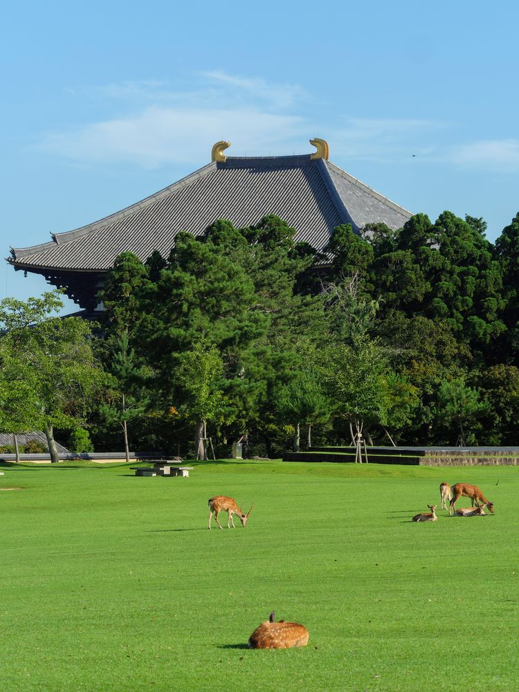 奈良公園の画像 - 4枚目