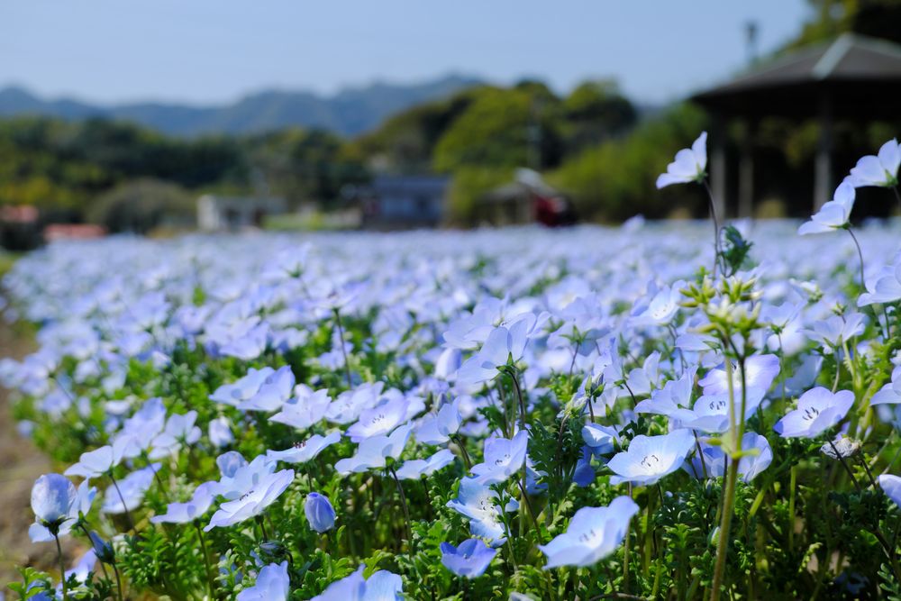 慈眼寺公園の画像 - 3枚目