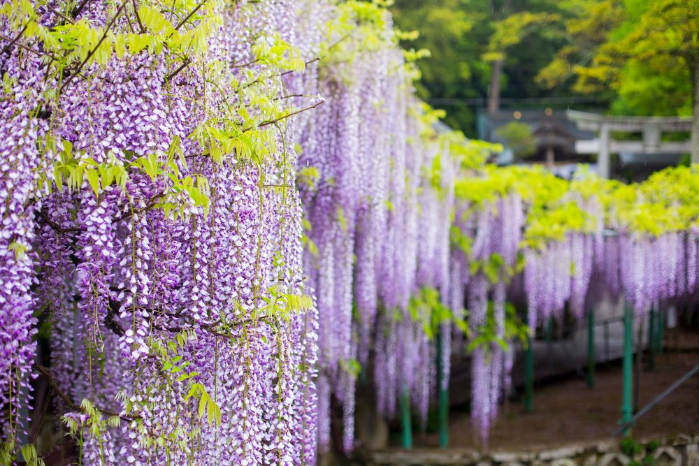 西寒多神社の画像 - 4枚目