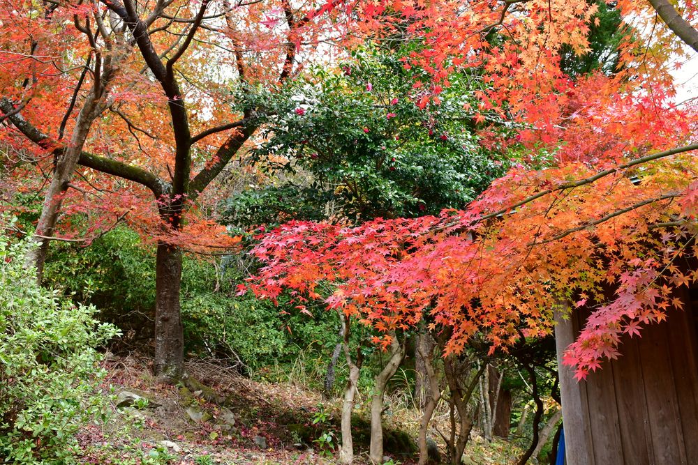 文殊仙寺の画像 - 5枚目