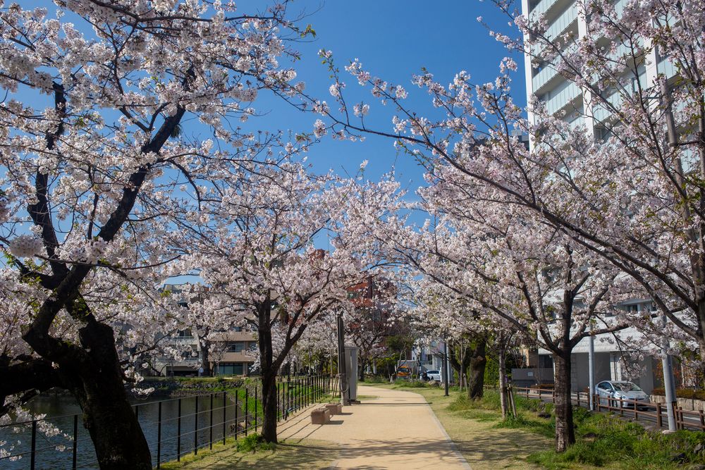 大分城址公園の画像 - 3枚目