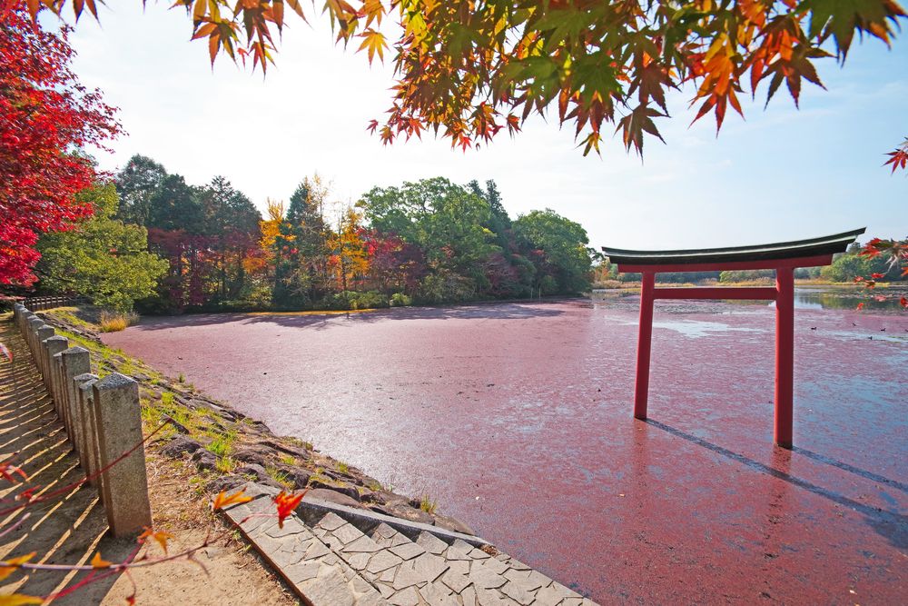 大貞八幡宮 薦神社の画像 - 4枚目
