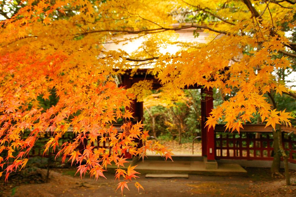 大貞八幡宮 薦神社の画像 - 5枚目