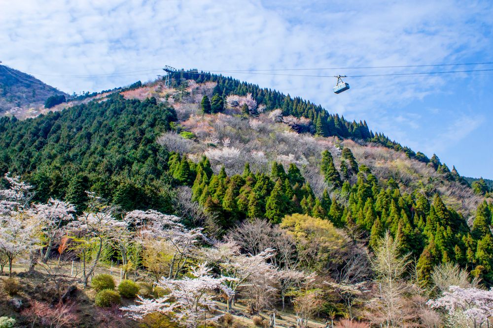 鶴見岳 東展望台の画像 - 5枚目