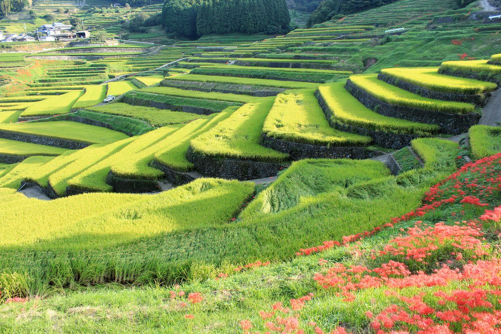 鬼木の棚田の画像 - 3枚目