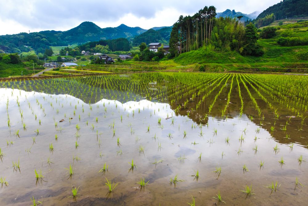 鬼木の棚田の画像 - 4枚目