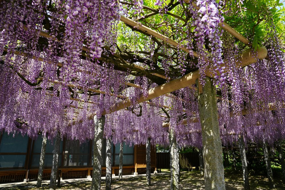 武蔵寺の画像 - 2枚目