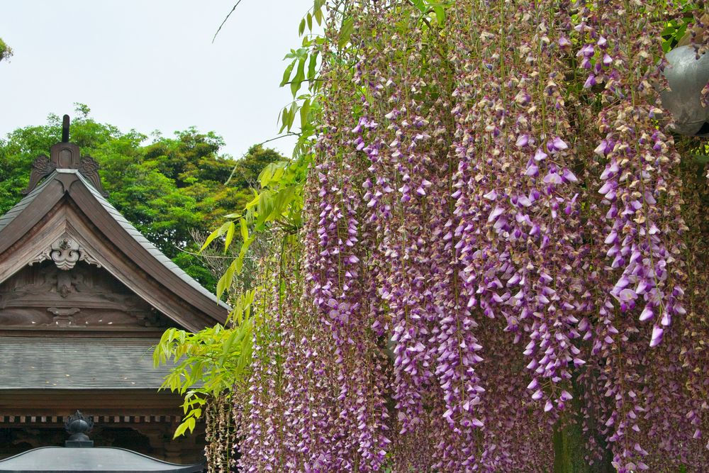 武蔵寺の画像 - 4枚目