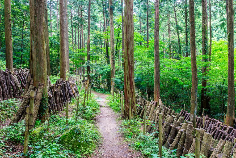 油山市民の森の画像 - 2枚目