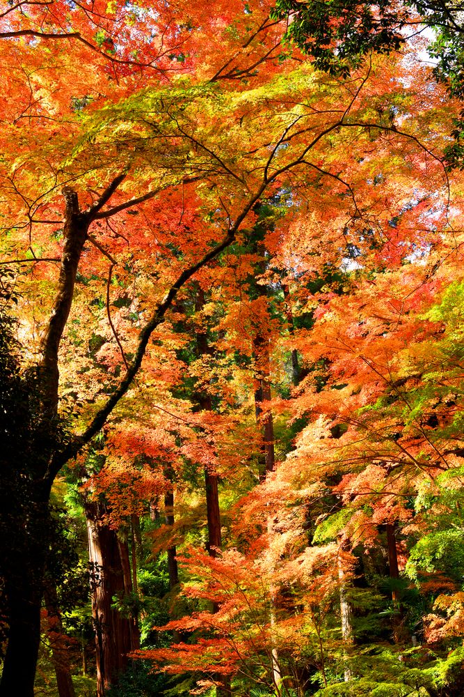 石山寺の画像 - 3枚目