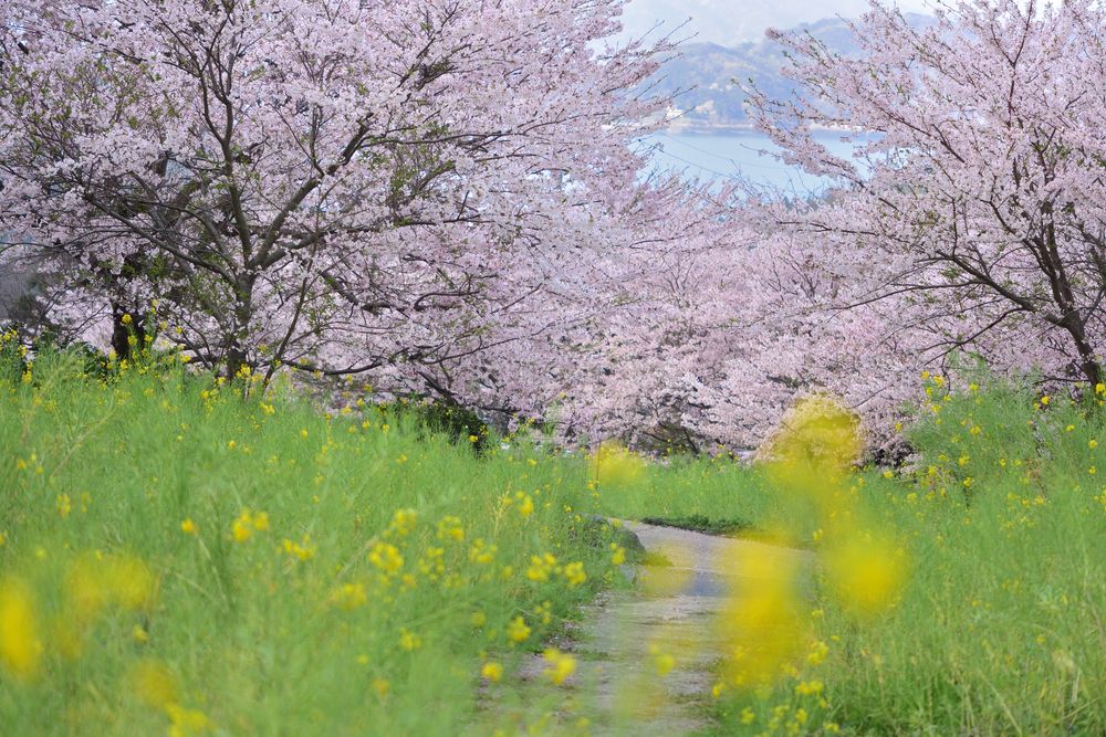加茂ゆらりんこ橋の画像 - 2枚目